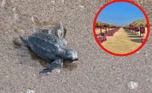 Así puedes asistir a la liberación de tortugas Lora en Playa Miramar