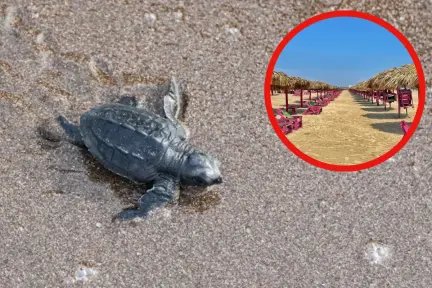 Así puedes asistir a la liberación de tortugas Lora en Playa Miramar Así puedes asistir a la liberación de tortugas Lora en Playa Miramar