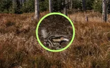 El animal nativo de Durango cuyo patrón de manchas atrae, pero su olor repele