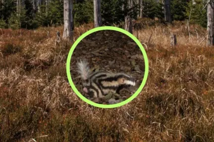 El animal nativo de Durango cuyo patrón de manchas atrae, pero su olor repele