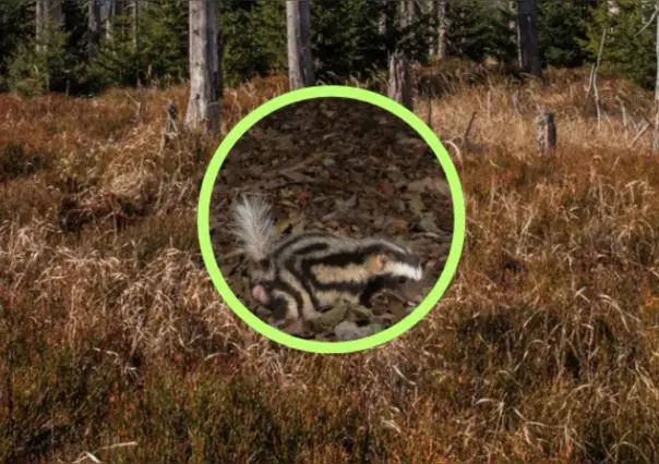 El animal nativo de Durango cuyo patrón de manchas atrae, pero su olor repele