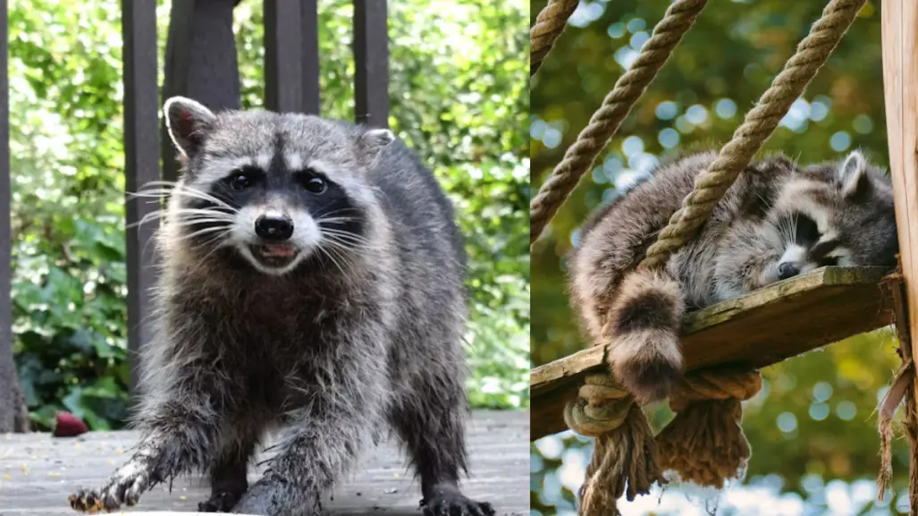 El animal nativo de Tamaulipas que lava su comida y usa sus patas como manos
