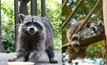 El animal nativo de Tamaulipas que lava su comida y usa sus patas como manos