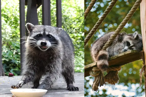 El animal nativo de Tamaulipas que lava su comida y usa sus patas como manos