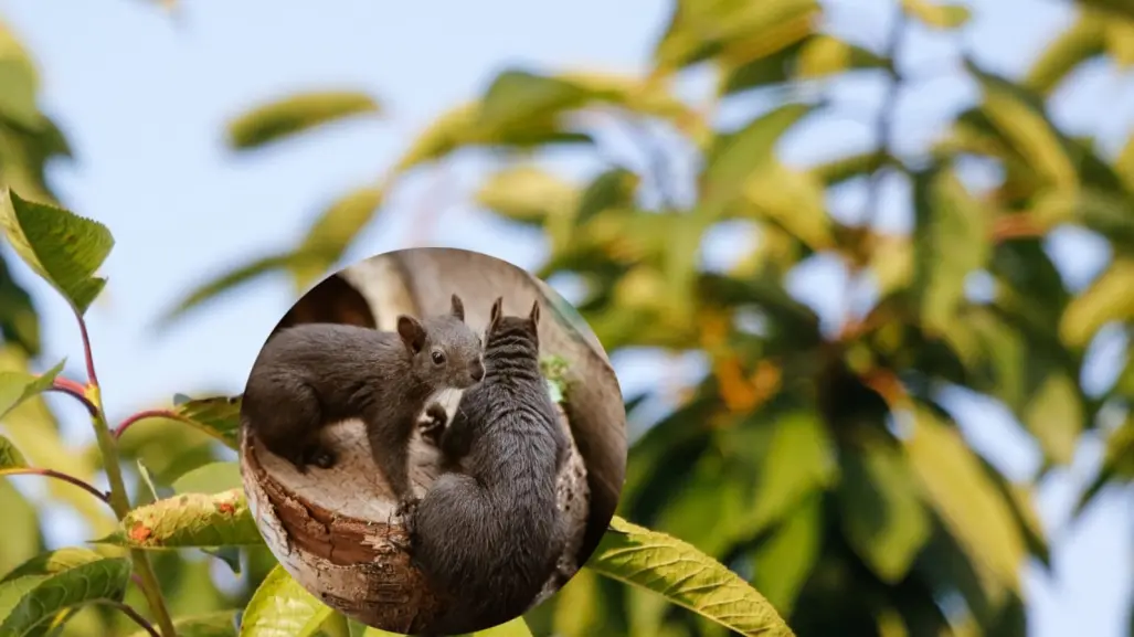 El animal nativo de Durango considerado uno de los roedores más largos