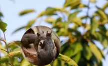 El animal nativo de Durango considerado uno de los roedores más largos