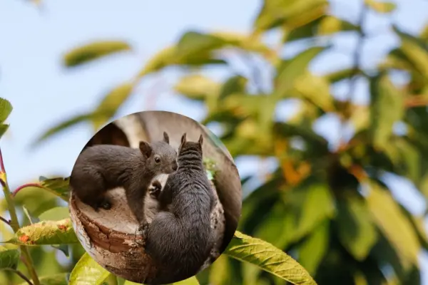 El animal nativo de Durango considerado uno de los roedores más largos