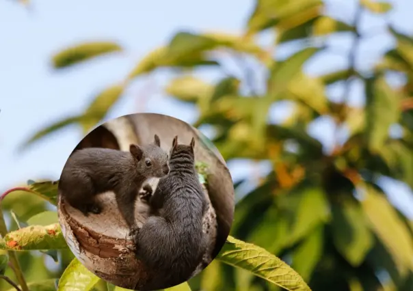 El animal nativo de Durango considerado uno de los roedores más largos