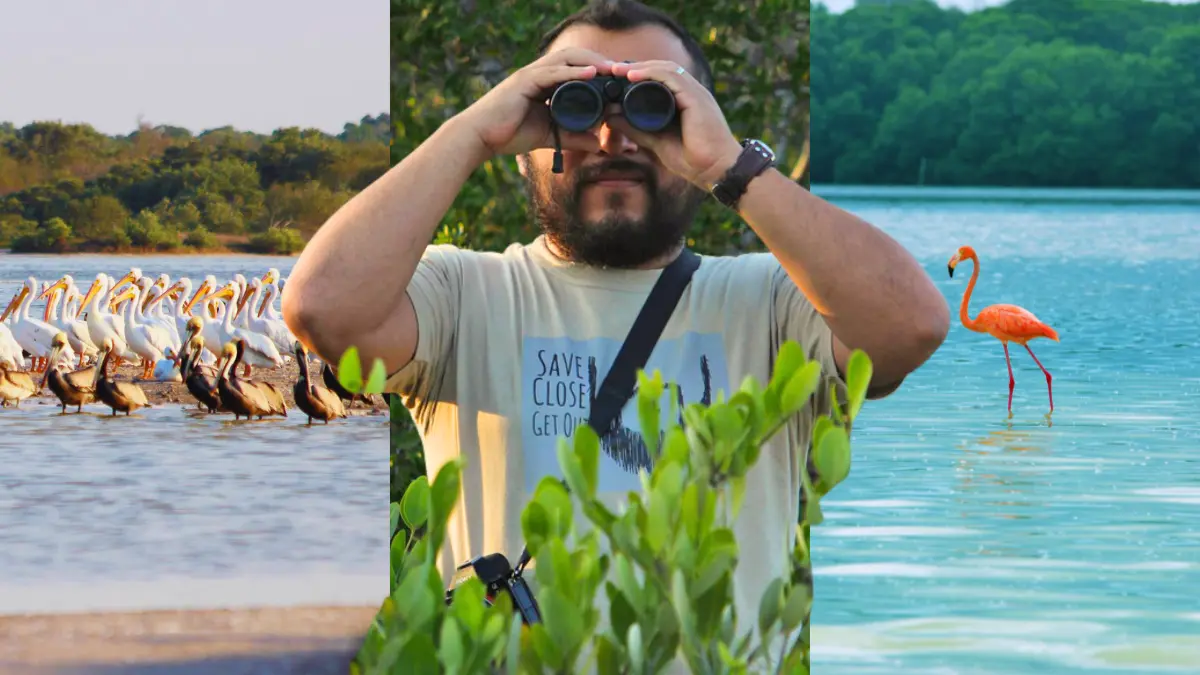 Para el avistamiento de aves es necesaria mucha paciencia Foto: Yucatán Turismo/Canva