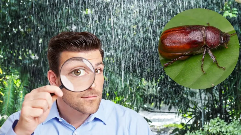 ¿Qué son los Cuclines? Esta es la importancia de estos insectos que llegan con las lluvias a Yucatán