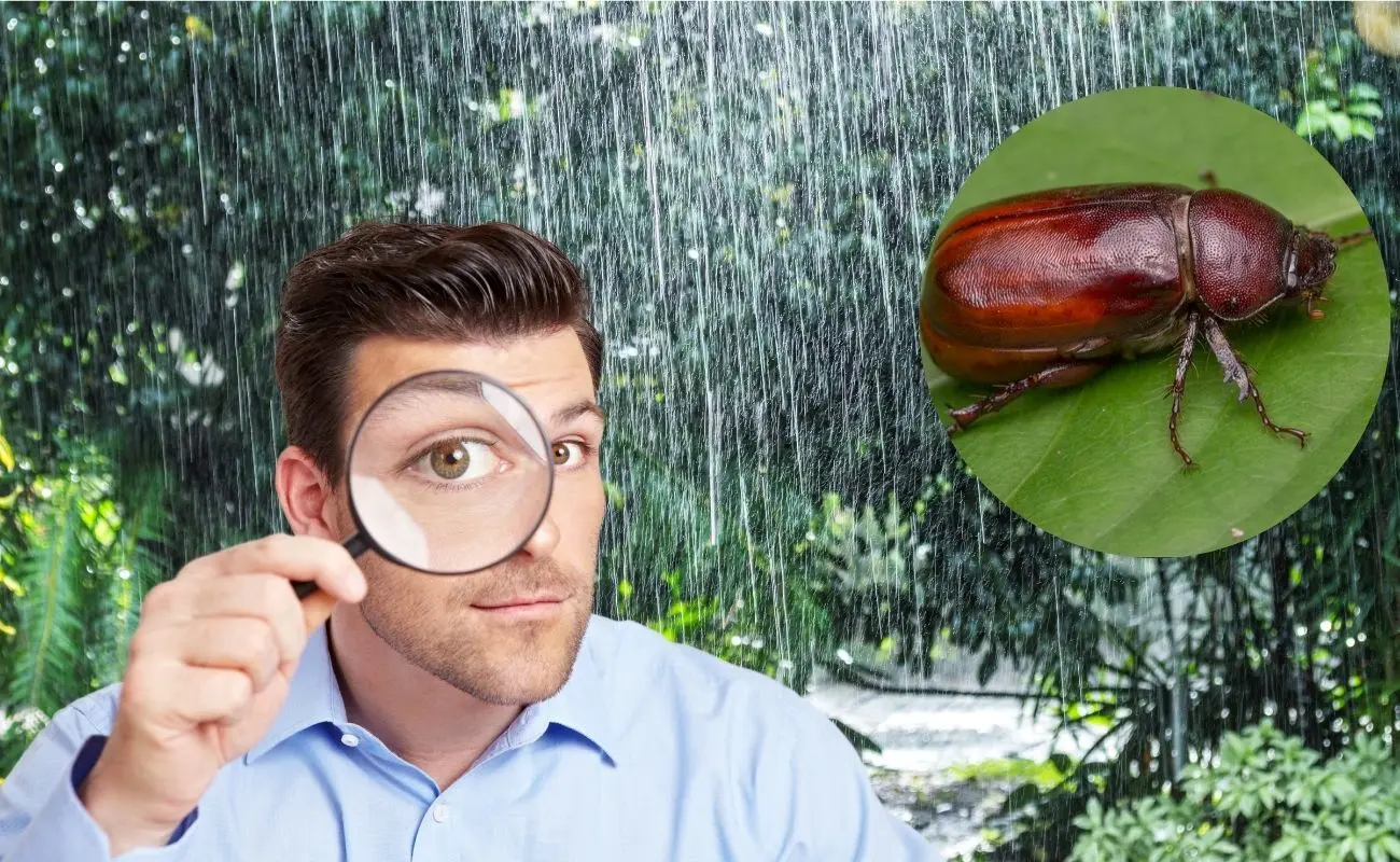 ¿Por qué aparecen los cuclines durante la temporada de lluvias? Foto: Canva