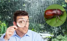 ¿Qué son los Cuclines? Esta es la importancia de estos insectos que llegan con las lluvias a Yucatán