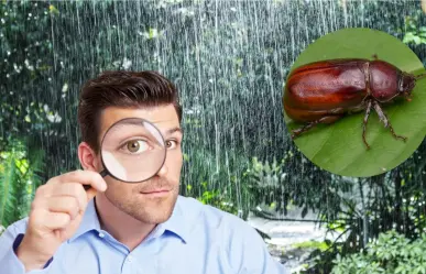 ¿Qué son los Cuclines? Esta es la importancia de estos insectos que llegan con las lluvias a Yucatán
