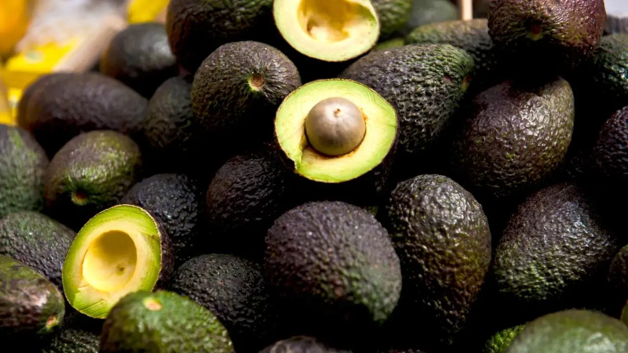 Del Edomex para el mundo: Temascaltepec alista su entrada al mercado estadounidense con la exportación de aguacate. Foto: Canva