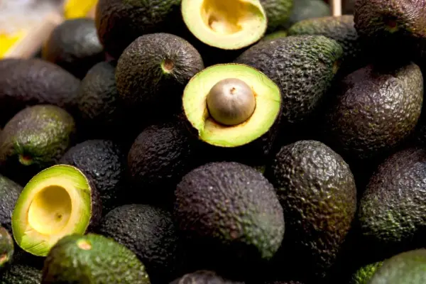 Del Edomex para el mundo: Temascaltepec alista su entrada al mercado estadounidense con la exportación de aguacate