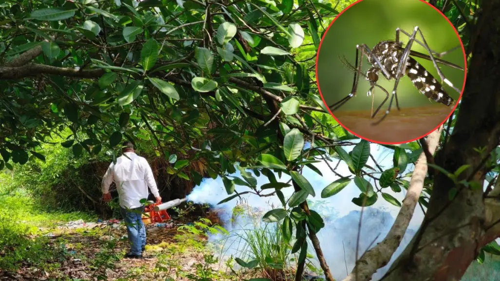 Lluvias e inundaciones provocan aparición del mosquito transmisor del dengue