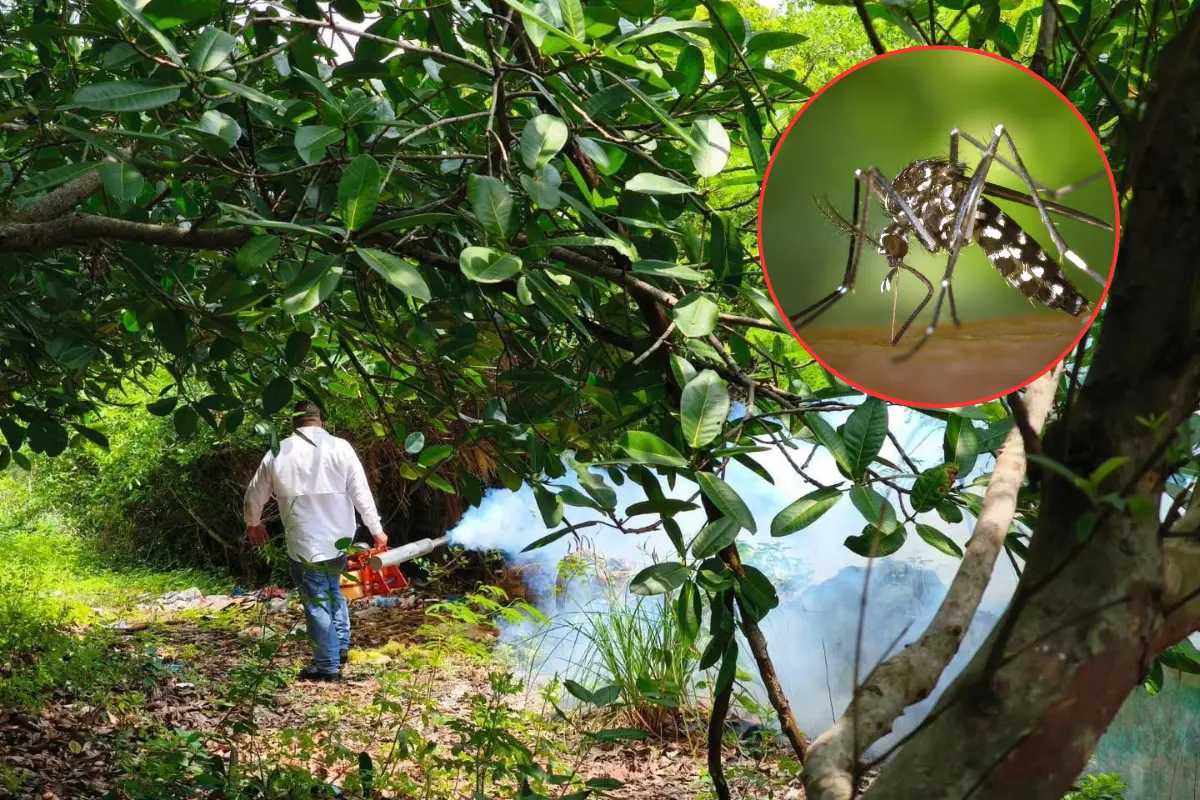 Lluvias e inundaciones provocan aparición del mosquito transmisor del dengue