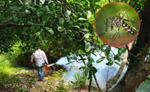 Lluvias e inundaciones provocan aparición del mosquito transmisor del dengue