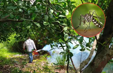 Lluvias e inundaciones provocan aparición del mosquito transmisor del dengue
