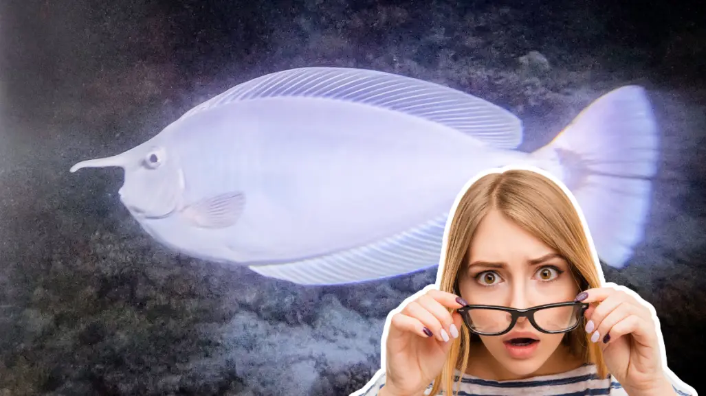 Este pez nativo con "cuerno" vive en las aguas de BCS y pocos saben que existe