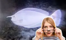 Este pez nativo con “cuerno” vive en las aguas de BCS y pocos saben que existe