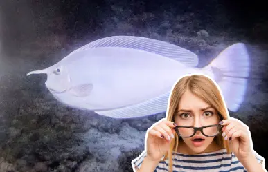 Este pez nativo con "cuerno" vive en las aguas de BCS y pocos saben que existe