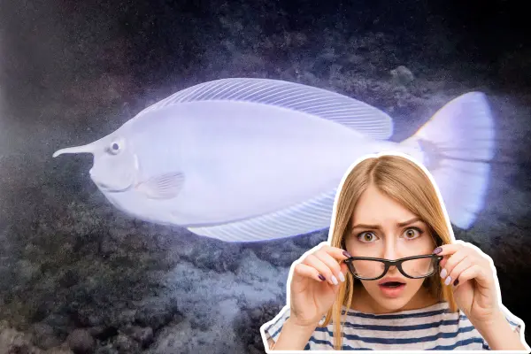 Este pez nativo con "cuerno" vive en las aguas de BCS y pocos saben que existe