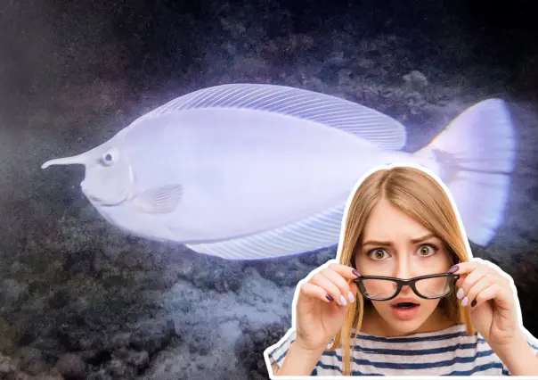 Este pez nativo con "cuerno" vive en las aguas de BCS y pocos saben que existe