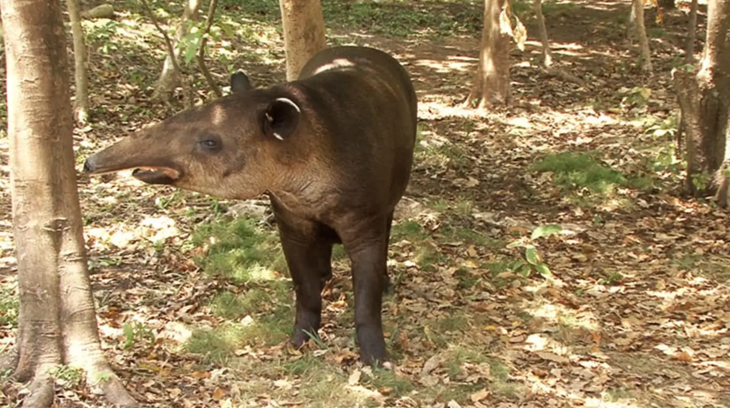 “La Danta” una enorme bestia que vivía en las Selvas de Tabasco que hoy está casi extinta. Foto: Gobierno de México
