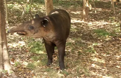 "La Danta" una enorme bestia que vivía en las Selvas de Tabasco que hoy está casi extinta