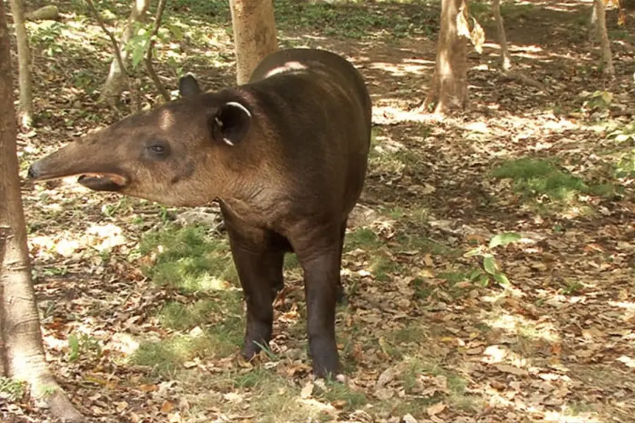 "La Danta" una enorme bestia que vivía en las Selvas de Tabasco que hoy está casi extinta