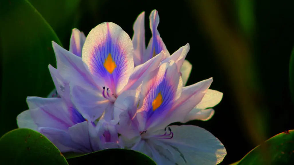 La flor nativa de Tamaulipas que crece en una peligrosa planta invasora que daña lagunas