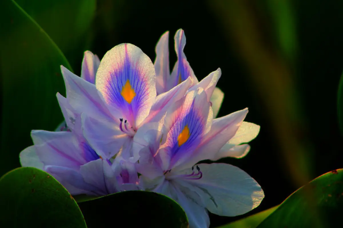 Flor de lirio acuático (Pontederia crassipes). Foto: iNaturalist