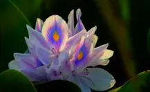 La flor nativa de Tamaulipas que crece en una peligrosa planta invasora que daña lagunas