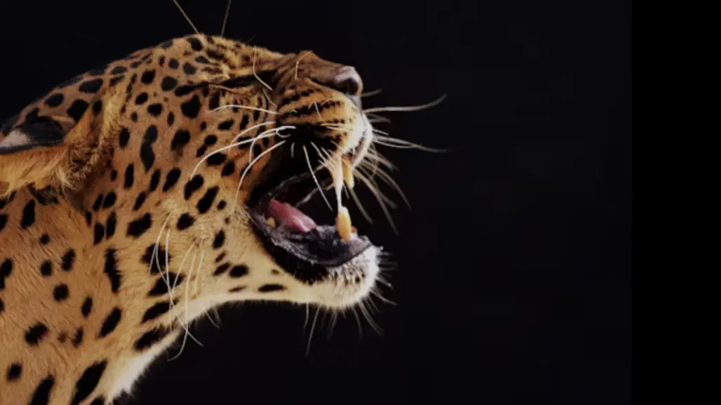 Este animal nativo de Tamaulipas tiene la mordida más poderosa entre los felinos