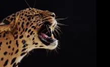 Este animal nativo de Tamaulipas tiene la mordida más poderosa entre los felinos