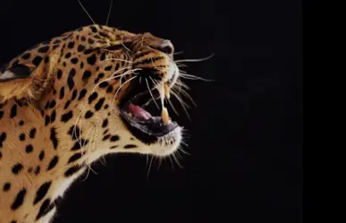 Este animal nativo de Tamaulipas tiene la mordida más poderosa entre los felinos