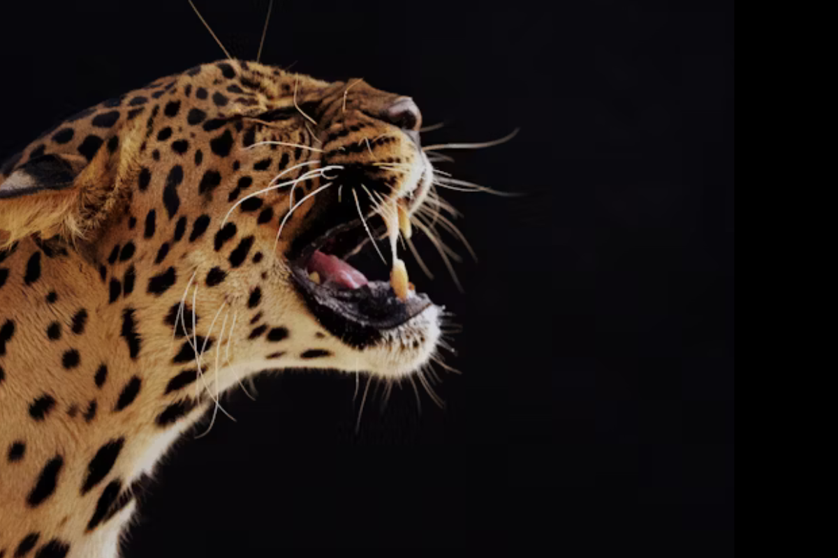 Este animal nativo de Tamaulipas tiene la mordida más poderosa entre los felinos