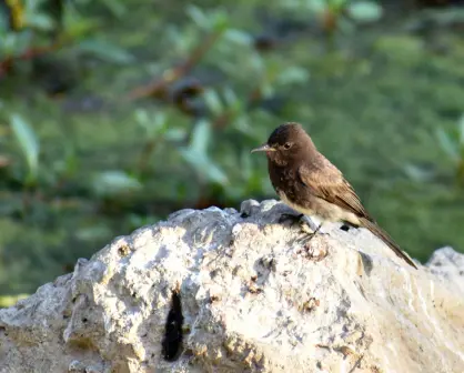 Animales nativos de Coahuila, ¿un pájaro que come moscas?