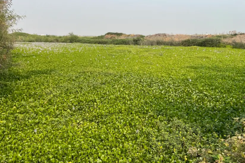 El lirio acuático es una especie invasora en los cuerpos de agua del sur de Tamaulipas