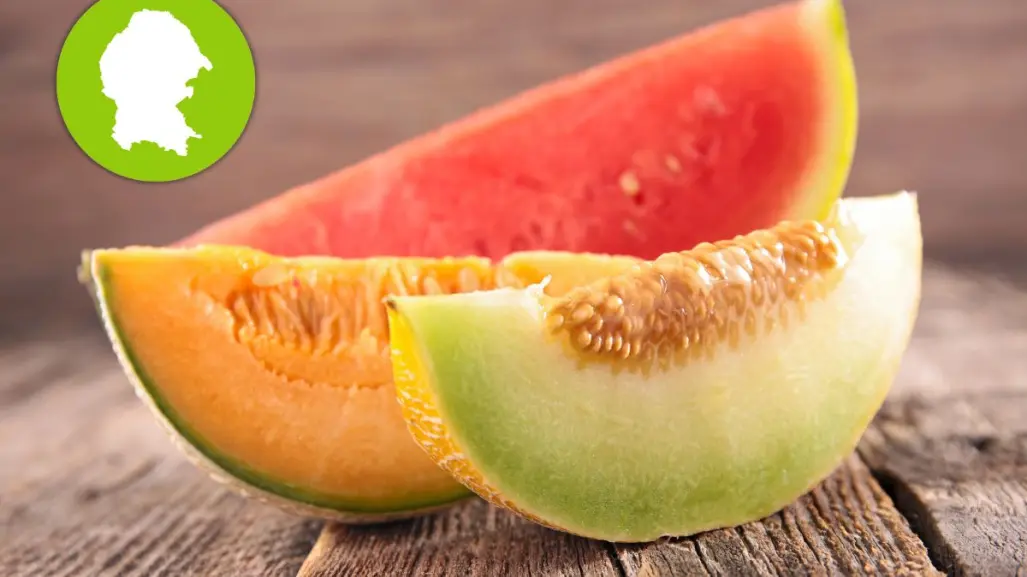 Estos son los municipios de Coahuila que exportan melón y sandía