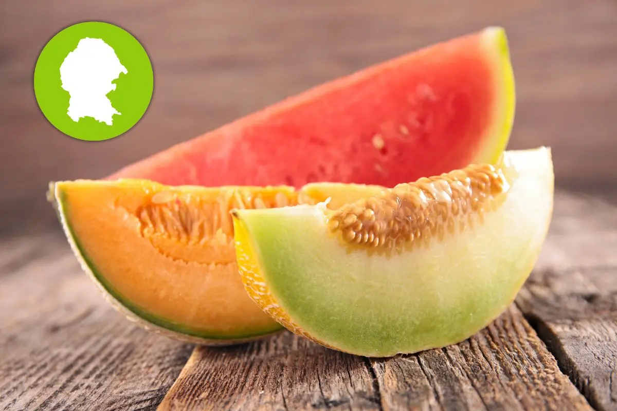Melón y sandía en Coahuila. Foto de canva.