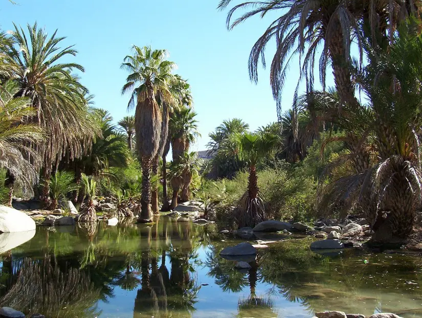 Oasis de Santa Gertudris, en Baja California Sur. Foto: Wikipedia. 