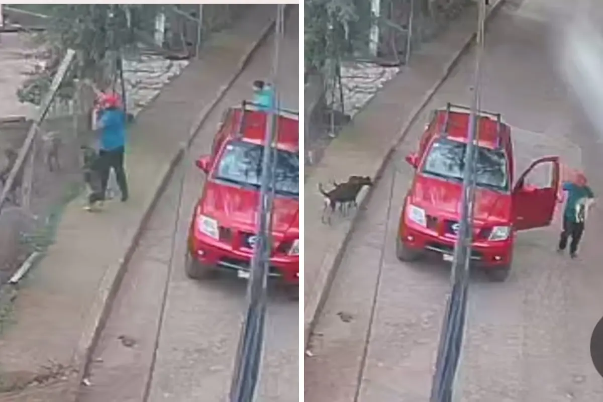 Hombre sacrifica a perrito en Tenancingo arrojándolo a una jauría, Foto: Facebook @Sos-Ladridos-de-Esperanza-Tenancingo