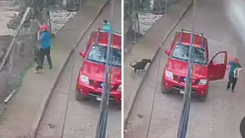 Hombre arroja a perrito a jauría que lo ataca hasta la muerte en Tenancingo | VIDEO