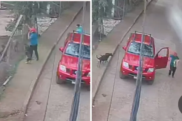 Hombre arroja a perrito a jauría que lo ataca hasta la muerte en Tenancingo | VIDEO
