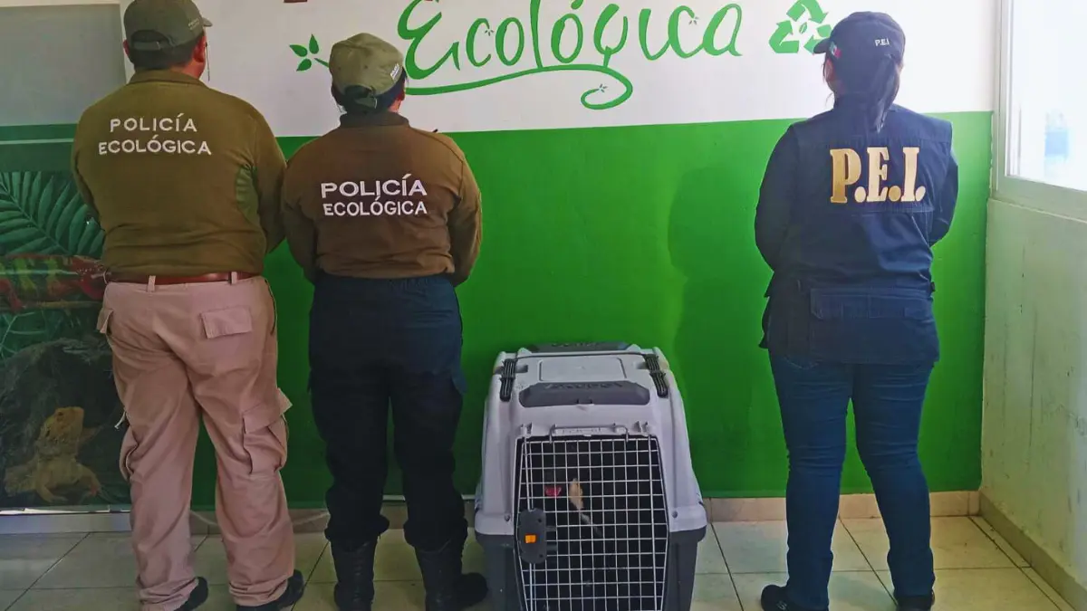 La perrita rescatada en Kanasín será puesta en adopción Foto: Cortesía
