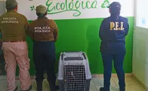 Rescatan a perrita en condiciones de abandono en Kanasín