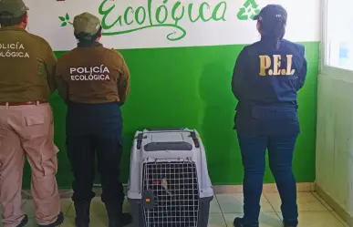Rescatan a perrita en condiciones de abandono en Kanasín