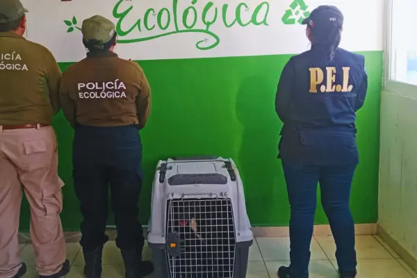 Rescatan a perrita en condiciones de abandono en Kanasín